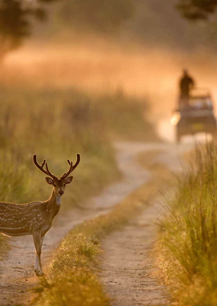 JIM CORBETT NATIONAL PARK